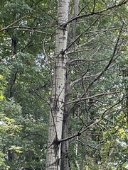 Populus grandidentata