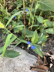 Commelina