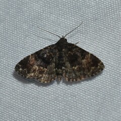 Metalectra richardsi