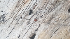 Leiobunum limbatum