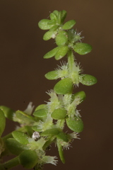 Valantia muralis