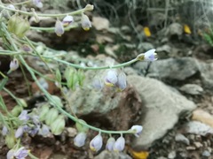 Polygala scoparioides