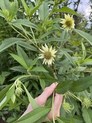 Helianthus giganteus