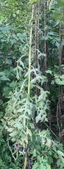 Lactuca biennis