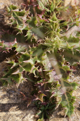 Sonchus asper glaucescens