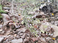 Polygala scoparioides