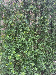 Trachelospermum asiaticum