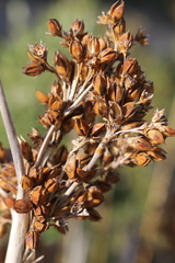 Juncus acutus