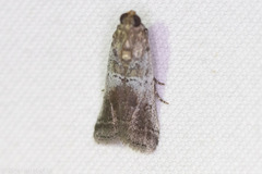 Chararica hystriculella
