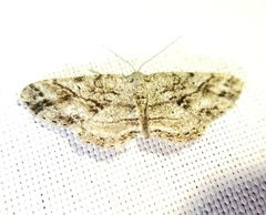 Melanolophia canadaria