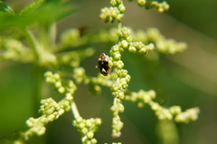Liocoris tripustulatus