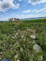 Cicuta maculata victorinii