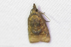 Platynota flavedana