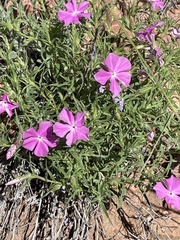 Phlox nana