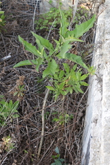 Solanum bonariense