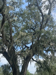 Tillandsia usneoides