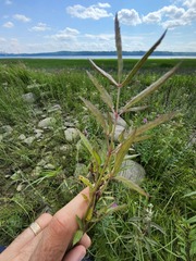 Cicuta maculata victorinii