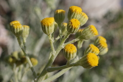 Jacobaea maritima sicula