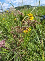 Cicuta maculata victorinii