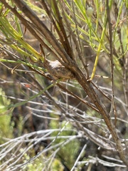 Gnorimoschema baccharisella