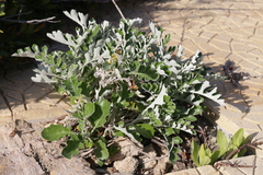 Jacobaea maritima sicula