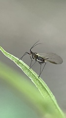 Macrosiphum rosae