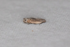 Battaristis nigratomella