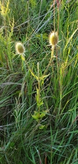 Dipsacus laciniatus