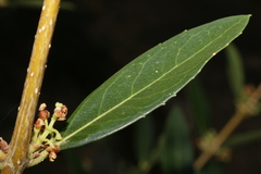 Phillyrea latifolia media