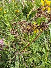 Cicuta maculata victorinii