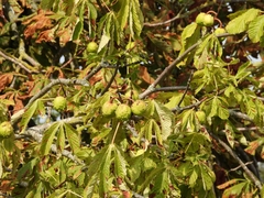 Aesculus hippocastanum