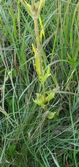 Dipsacus laciniatus