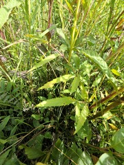 Cicuta maculata victorinii