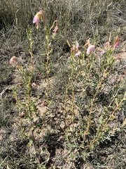 Oenothera nuttallii
