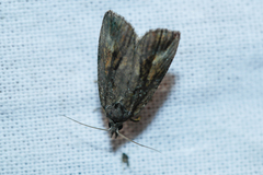 Endothenia quadrimaculana