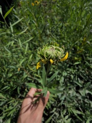Helenium autumnale