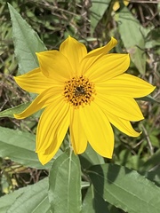 Helianthus strumosus