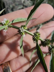 Lycopus laurentianus