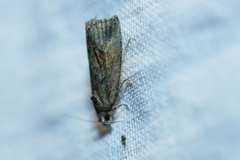 Endothenia quadrimaculana