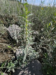 Lycopus laurentianus