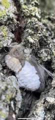 Lymantriinae