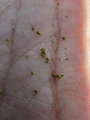 Lycopus laurentianus