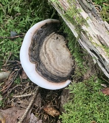 Ganoderma applanatum
