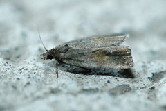 Endothenia quadrimaculana