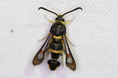 Synanthedon decipiens