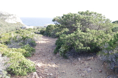 Juniperus turbinata