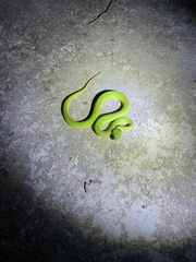 Trimeresurus albolabris