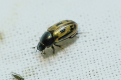 Chilothorax melanostictus