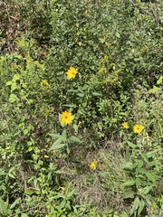 Helianthus strumosus