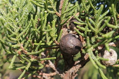 Juniperus turbinata